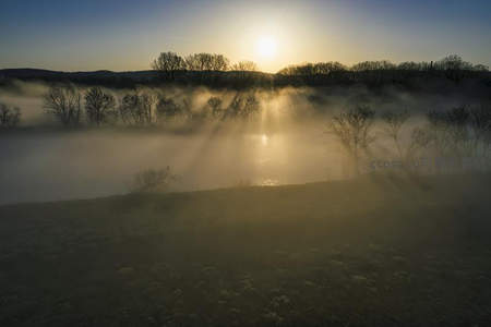 晨雾弥漫林间，阳光穿透薄纱