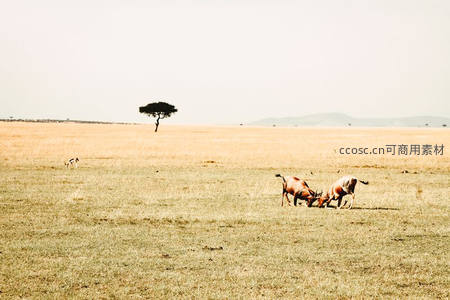 非洲草原上角马角力的瞬间