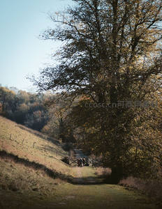 秋日林间小径行人漫步归家路