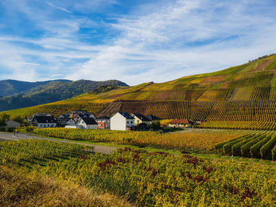 秋日葡萄园层叠山丘色彩斑斓如锦缎