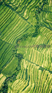 航拍梯田绿意盎然，椰树点缀如画