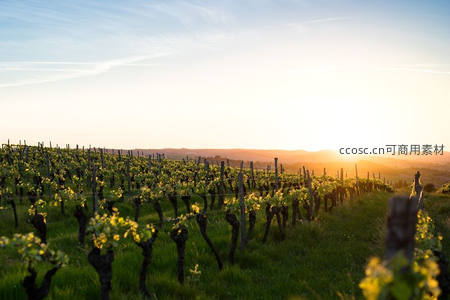 夕阳洒满葡萄园，藤蔓剪影如诗
