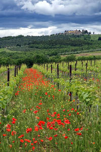 葡萄园中罂粟红，远山古堡隐云间