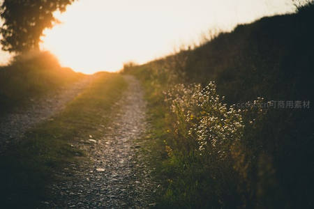 夕阳小径通幽处，野花摇曳沐金辉