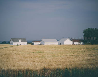 金色麦浪中的白色农舍群落