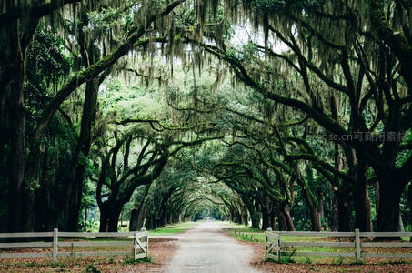 橡树隧道绿意盎然，苔藓垂挂如帘幕