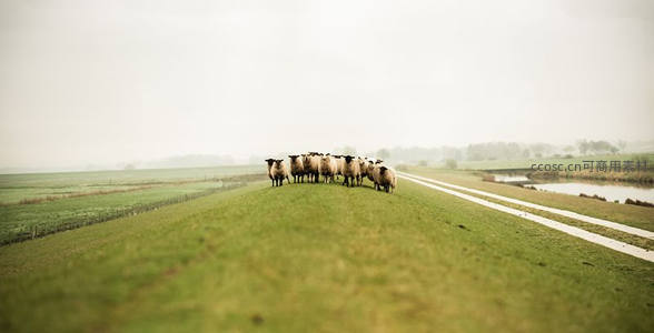 羊群缓行乡间小径，薄雾笼罩绿野如诗
