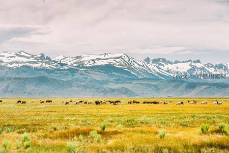 雪山脚下牛群悠然，金黄草原延伸至天际