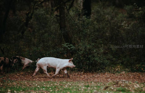 林间奔跑的小猪群