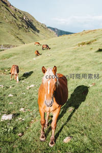 草原骏马悠然漫步，远山如黛映蓝天