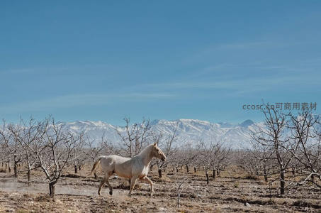 雪峰之下白马驰骋，枯树园中显孤影