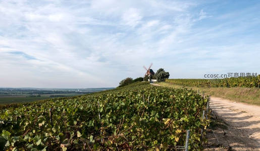 葡萄园风车静立，田园小径通向远方