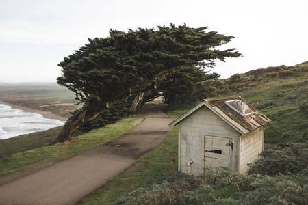 海岸边的风蚀树与小屋
