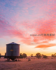 粉霞满天羊群悠然吃草