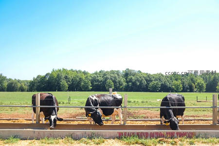 三头奶牛围栏进食，绿野蓝天相伴