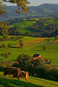 山坡牧牛映衬梯田，远山如黛田园诗