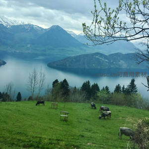 阿尔卑斯湖畔牧牛图