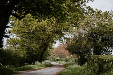 绿荫小径蜿蜒伸向远方宁静乡野