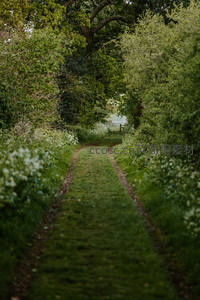 绿意盎然小径穿行于繁茂树丛