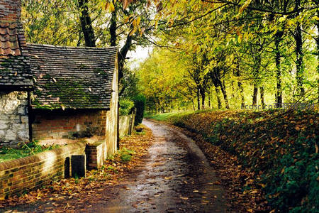 秋日林间小径，落叶铺就金色童话路