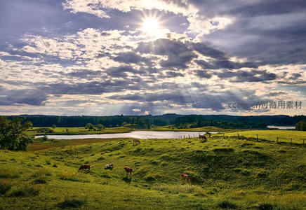 牧场晨光万丈，牛群悠然吃草享宁静