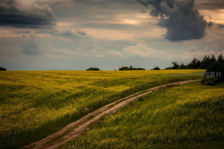 金色花海中的蜿蜒土路