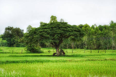 稻田中央的参天古树