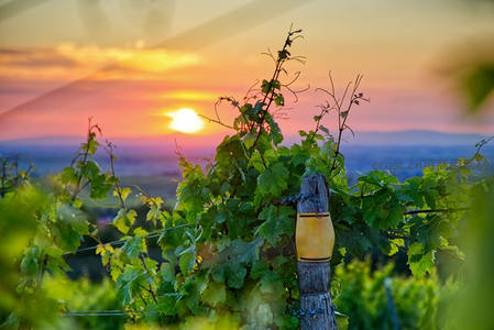 葡萄园日落时分的剪影