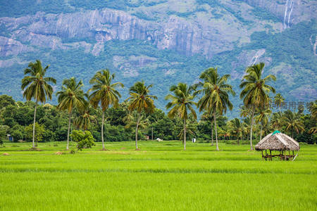 绿意稻田椰影婆娑，茅亭静立山峦为屏