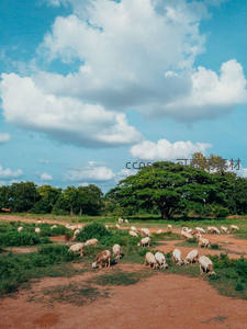 蓝天白云下羊群悠然吃草