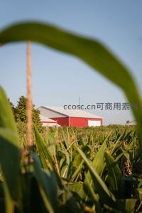 玉米田中的红色谷仓远景