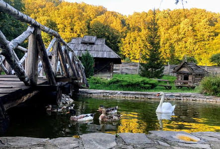 秋日池塘边木桥与天鹅鸭群的田园画卷