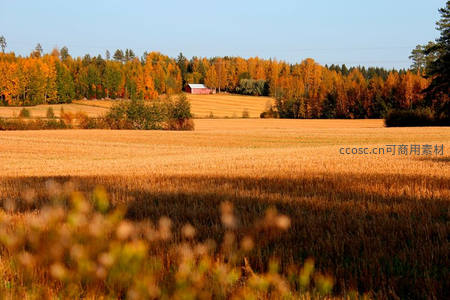 金色麦田与秋林环绕的丰收田园景象