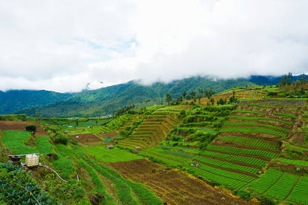 云雾缭绕的高山梯田如诗如画