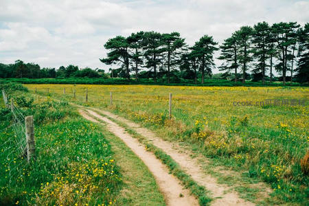 乡间小径穿行于金黄野花与绿树之间