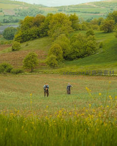 农人漫步于起伏山丘间的麦田之中