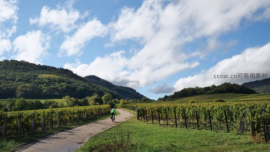 骑行者穿行于葡萄园间的乡间小径