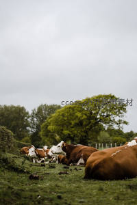 牛群闲卧绿茵牧场悠然