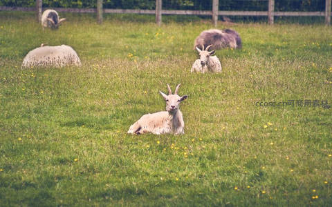 绿茵草地上的悠闲羊群