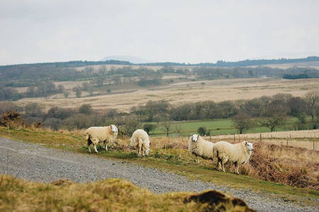 乡间公路旁的牧羊风景