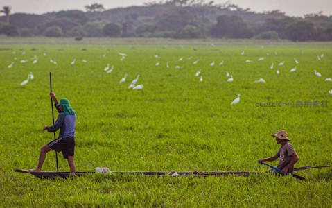 水田劳作：白鹭相伴的宁静时光
