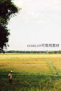 田野守望者：稻田边的孤独身影