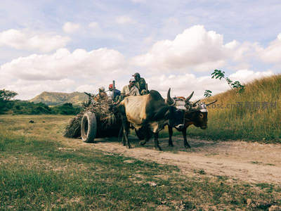 牛车行于乡野田埂间