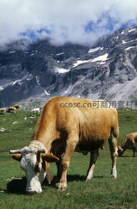 高山牧场奶牛悠然吃草，雪峰云海为背景