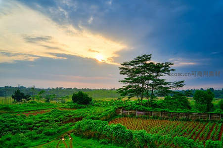 夕阳洒满田野与孤树剪影