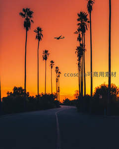 棕榈路飞鸟过，橙红天幕如梦境