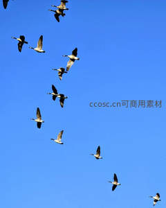 雁阵翱翔碧空如洗