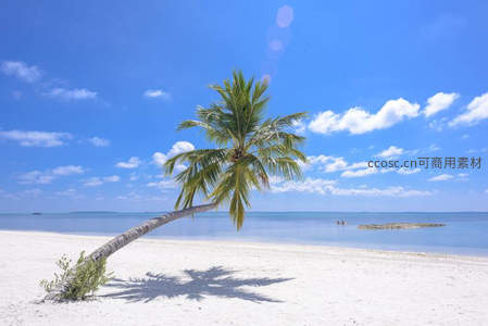 斜倚沙滩的椰树，投下悠闲的阴影