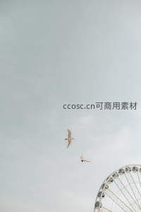 摩天轮旁飞翔的海鸥