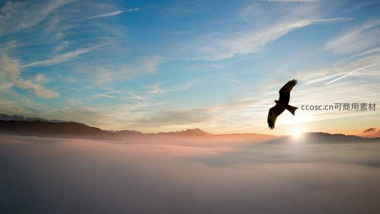 雄鹰翱翔于云海日出之上